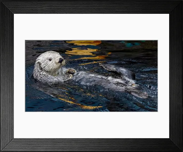Framed Print : Close up view of a relaxed swimming sea otter (Enhydra lutris) Framed Print : Close up view of a relaxed swimming sea otter (Enhydra lutris)