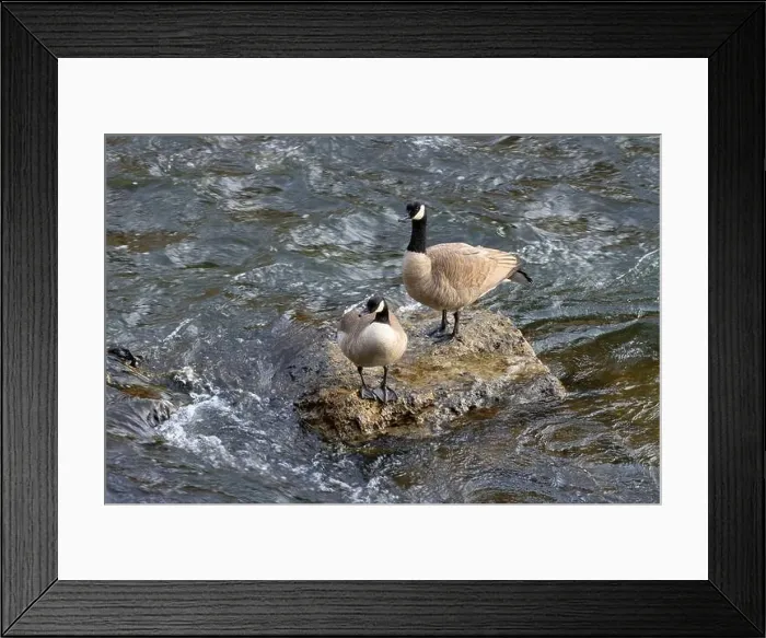 Framed Print : Canada geese (Branta canadensis) on Crooked River, Smith Rock State Park, Oregon Framed Print : Canada geese (Branta canadensis) on Crooked River, Smith Rock State Park, Oregon