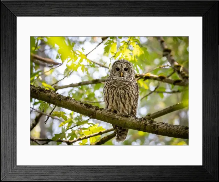 Framed Print : A barred owl Strix varia looks for prey while pearched on a branch in British Columbia Canada Framed Print : A barred owl Strix varia looks for prey while pearched on a branch in British Columbia Canada