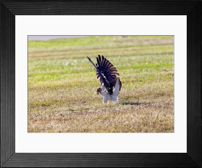Framed Print : The red-tailed hawk (Buteo jamaicensis) in flight Framed Print : The red-tailed hawk (Buteo jamaicensis) in flight