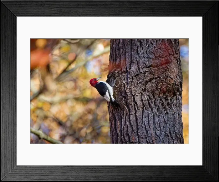 Framed Print : The red-headed woodpecker (Melanerpes erythrocephalus) Framed Print : The red-headed woodpecker (Melanerpes erythrocephalus)