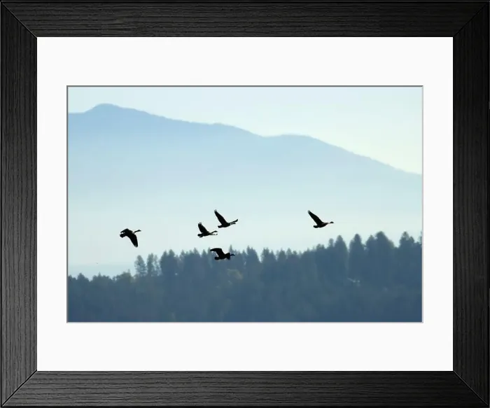 Framed Print : Canada geese (Branta canadensis) silhouette in flight, Kootenai National Wildlife Refuge, Idaho Framed Print : Canada geese (Branta canadensis) silhouette in flight, Kootenai National Wildlife Refuge, Idaho