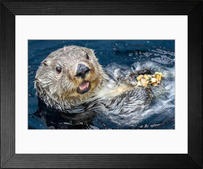 Framed Print : Close up view of a sea otter (Enhydra lutris) who enjoys a meal of mussels Framed Print : Close up view of a sea otter (Enhydra lutris) who enjoys a meal of mussels