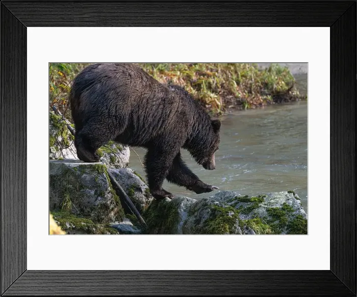 Framed Print : Brown bear with claws extended moving into the stream Framed Print : Brown bear with claws extended moving into the stream
