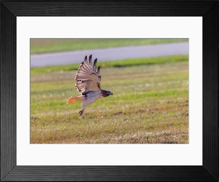Framed Print : The red-tailed hawk (Buteo jamaicensis) in flight Framed Print : The red-tailed hawk (Buteo jamaicensis) in flight