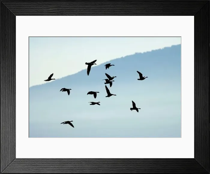 Framed Print : Canada geese (Branta canadensis) silhouette in flight, Kootenai National Wildlife Refuge, Idaho Framed Print : Canada geese (Branta canadensis) silhouette in flight, Kootenai National Wildlife Refuge, Idaho