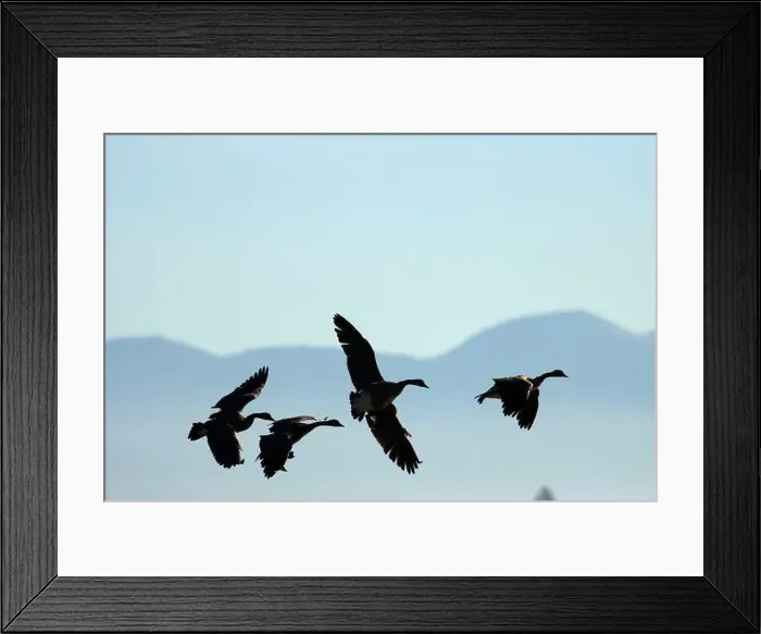 Framed Print : Canada geese (Branta canadensis) silhouette in flight, Kootenai National Wildlife Refuge, Idaho Framed Print : Canada geese (Branta canadensis) silhouette in flight, Kootenai National Wildlife Refuge, Idaho