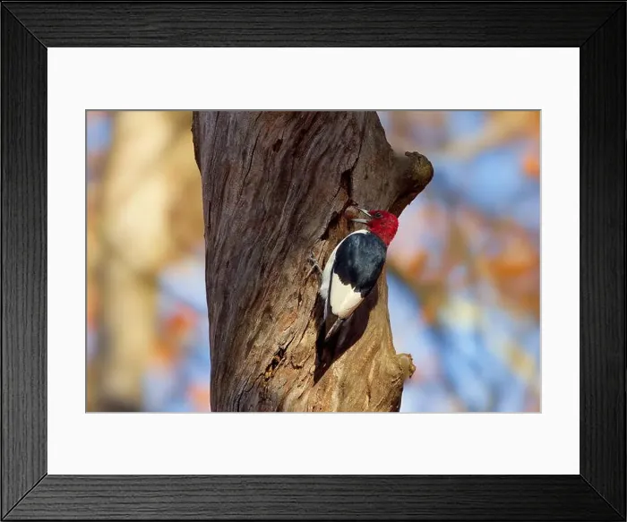 Framed Print : The red-headed woodpecker (Melanerpes erythrocephalus) Framed Print : The red-headed woodpecker (Melanerpes erythrocephalus)