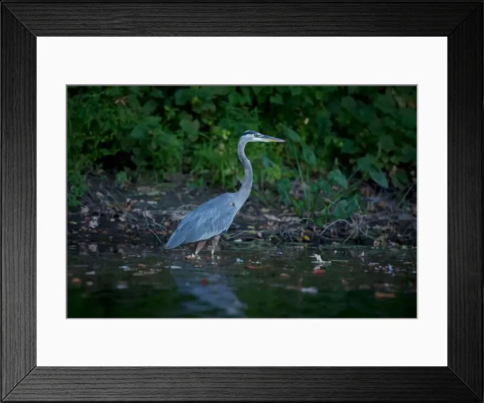 Framed Print : A Great Blue Heron wades in the Rideau River in Ottawa, Canada Framed Print : A Great Blue Heron wades in the Rideau River in Ottawa, Canada