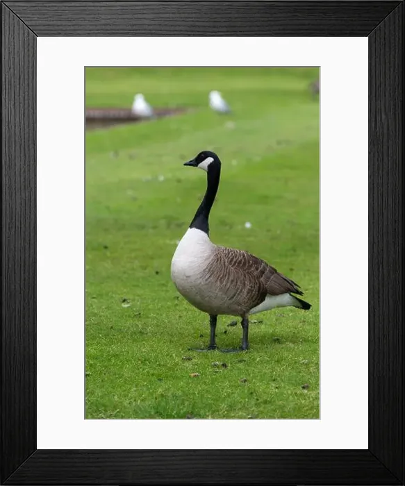 Framed Print : Portrait of a canada goose (branta canadensis) standing on the lawn Framed Print : Portrait of a canada goose (branta canadensis) standing on the lawn