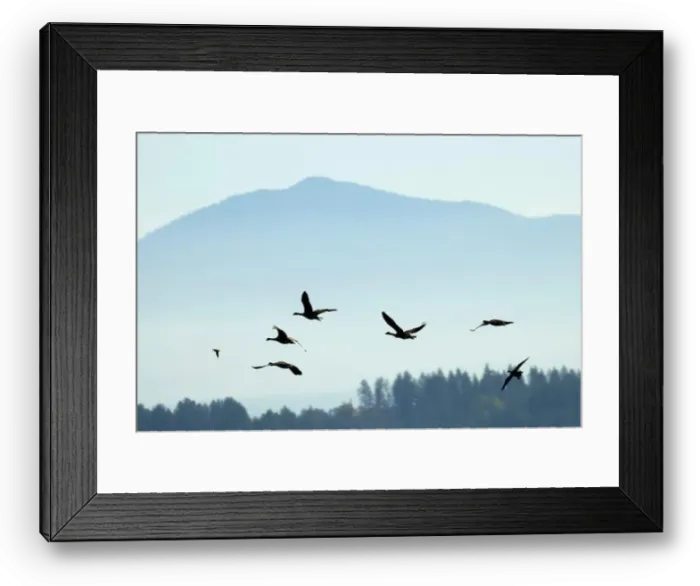 Framed Print : Canada geese (Branta canadensis) silhouette in flight, Kootenai National Wildlife Refuge, Idaho Framed Print : Canada geese (Branta canadensis) silhouette in flight, Kootenai National Wildlife Refuge, Idaho