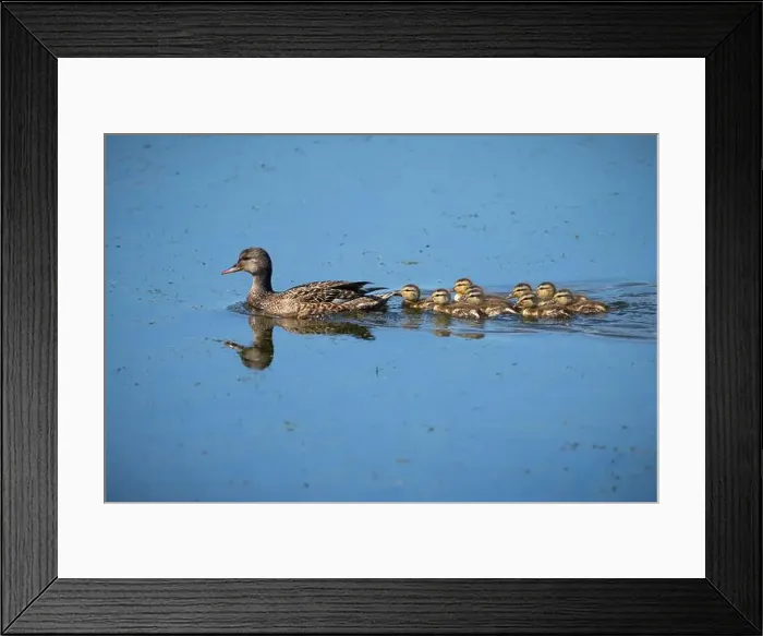 Framed Print : Female mallard duck and its ducklings in a marsh along the St. Lawrence River