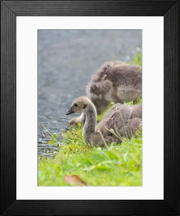 Framed Print : Close up of a Canada goose (branta canadensis) gosling by the waters edge Framed Print : Close up of a Canada goose (branta canadensis) gosling by the waters edge