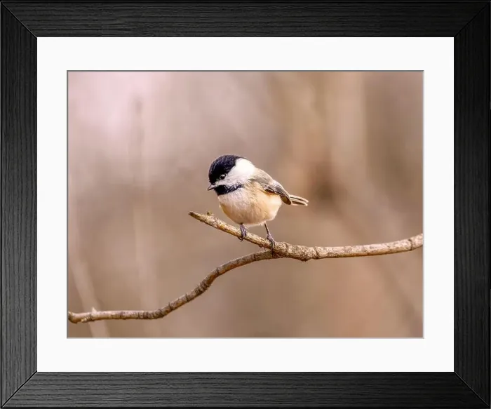 Framed Print : A closeup of a blacked capped chickadee perched on a branch on blurred background Framed Print : A closeup of a blacked capped chickadee perched on a branch on blurred background