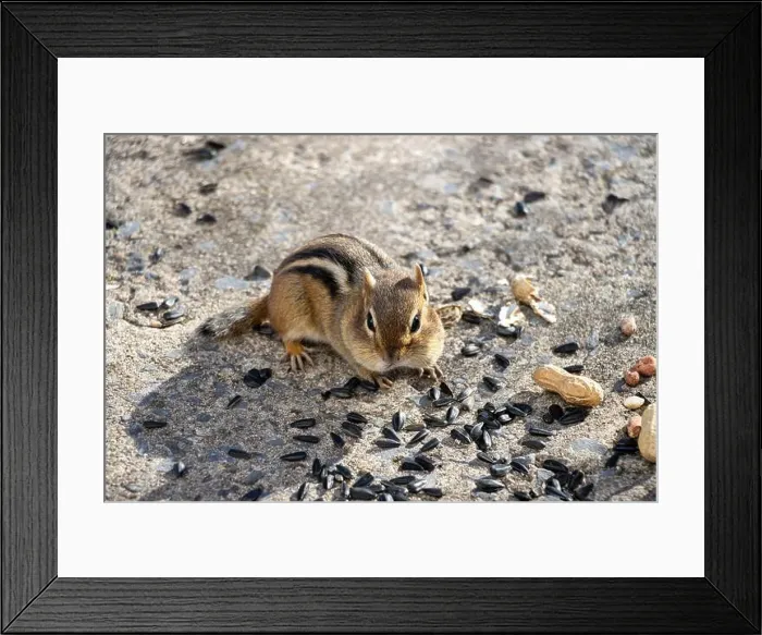 Framed Print : Front view of a chipmunk looking at us with sunflower seeds and peanuts on the ground around him Framed Print : Front view of a chipmunk looking at us with sunflower seeds and peanuts on the ground around him