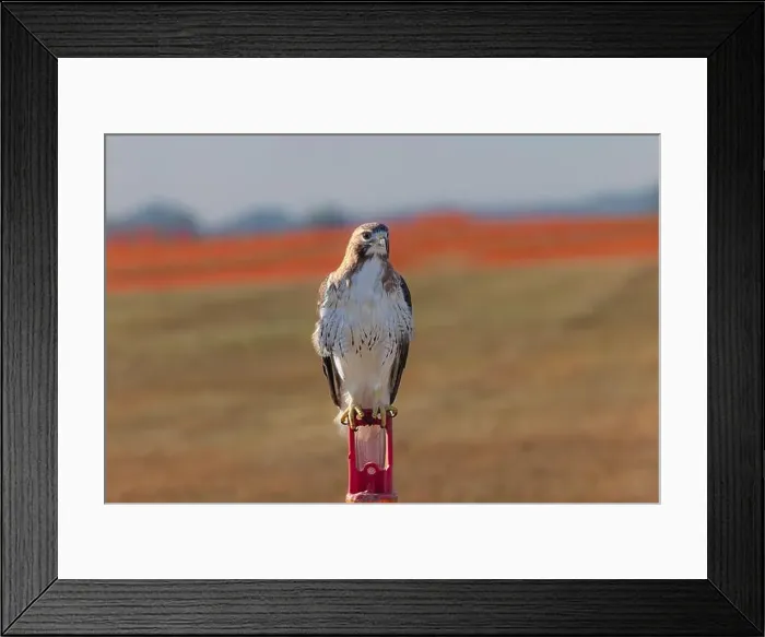 Framed Print : The red-tailed hawk (Buteo jamaicensis) sitting on the airport field Framed Print : The red-tailed hawk (Buteo jamaicensis) sitting on the airport field