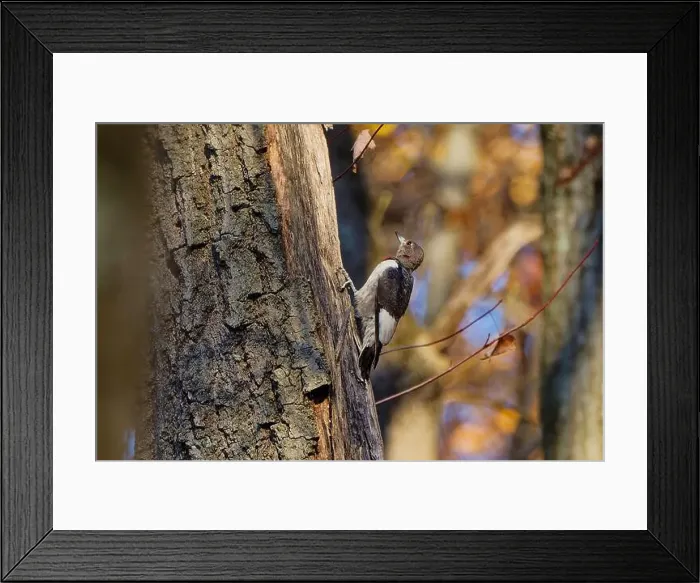 Framed Print : The red-headed woodpecker (Melanerpes erythrocephalus) Framed Print : The red-headed woodpecker (Melanerpes erythrocephalus)