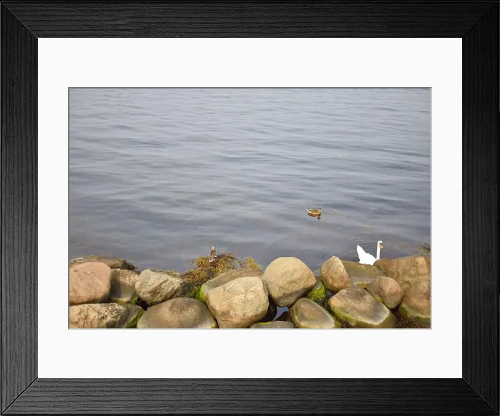 Framed Print : Goose and ducks gliding on water surface Framed Print : Goose and ducks gliding on water surface