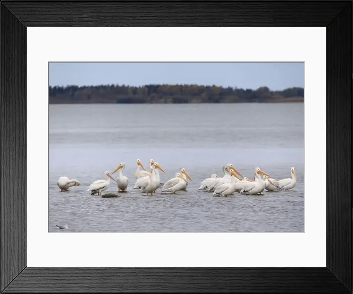 Framed Print : White pelicans Framed Print : White pelicans