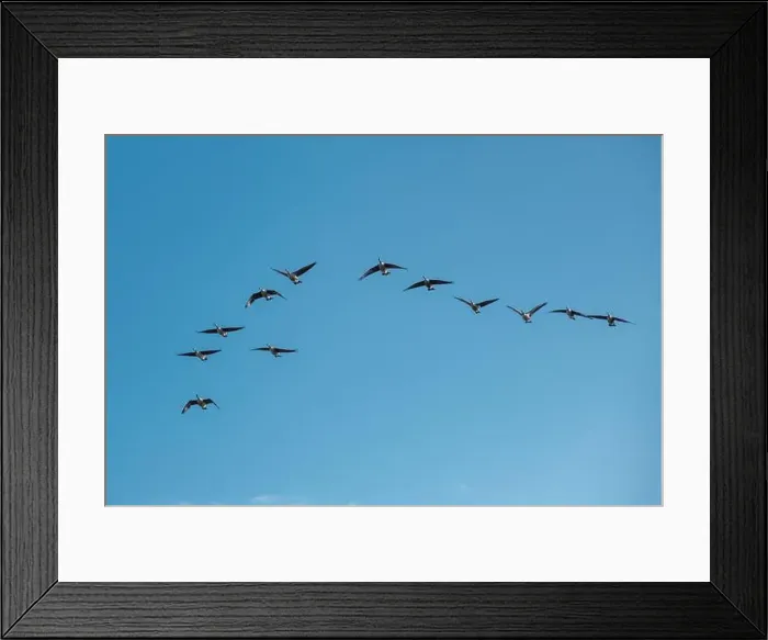Framed Print : A wedge of twelve Canada Geese in flight against a blue sky in Bedford, England Framed Print : A wedge of twelve Canada Geese in flight against a blue sky in Bedford, England