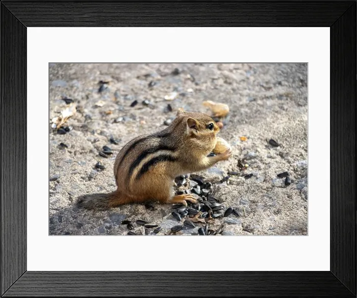 Framed Print : Chipmunk with peanut in its paws. Sunflower seeds on the ground around him Framed Print : Chipmunk with peanut in its paws. Sunflower seeds on the ground around him