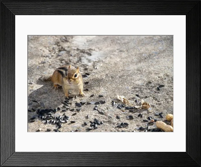 Framed Print : Front view of a chipmunk. Sunflower seeds and peanuts on the ground around him Framed Print : Front view of a chipmunk. Sunflower seeds and peanuts on the ground around him