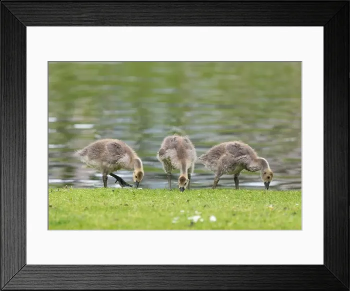 Framed Print : Canada goose (branta canadensis) goslings by the waters edge