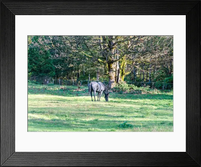 Framed Print : A Black Horse grazing in an open space Framed Print : A Black Horse grazing in an open space