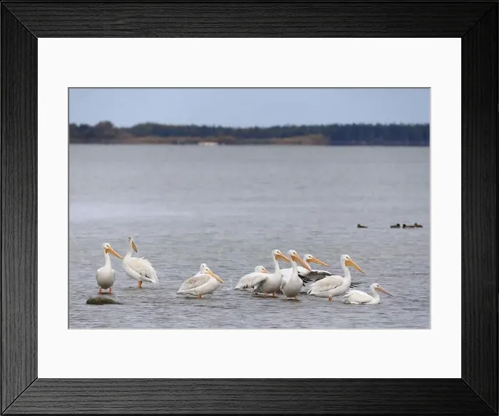 Framed Print : White pelicans Framed Print : White pelicans