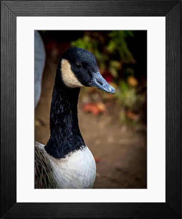 Framed Print : Canada Goose - Natural Wildlife - Bluewater Shopping Centre Framed Print : Canada Goose - Natural Wildlife - Bluewater Shopping Centre