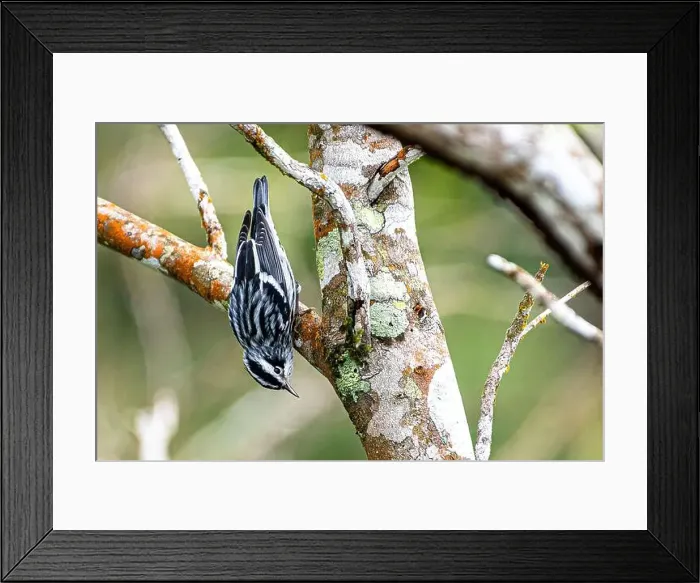 Framed Print : black-and-white warbler (Mniotilta varia) o a tree branch upside down looking for food Framed Print : black-and-white warbler (Mniotilta varia) o a tree branch upside down looking for food