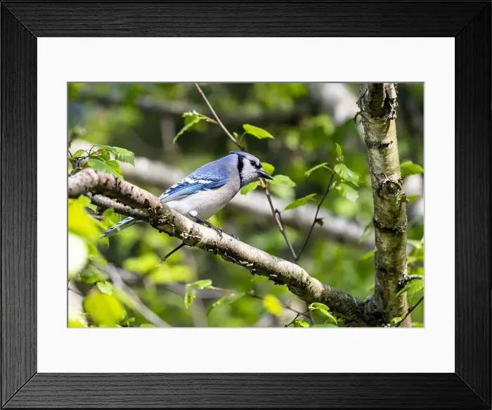 Framed Print : Closeup of a Blue Jay perching on a branch in Birch Tree in springtime, Ontario, Canada Framed Print : Closeup of a Blue Jay perching on a branch in Birch Tree in springtime, Ontario, Canada