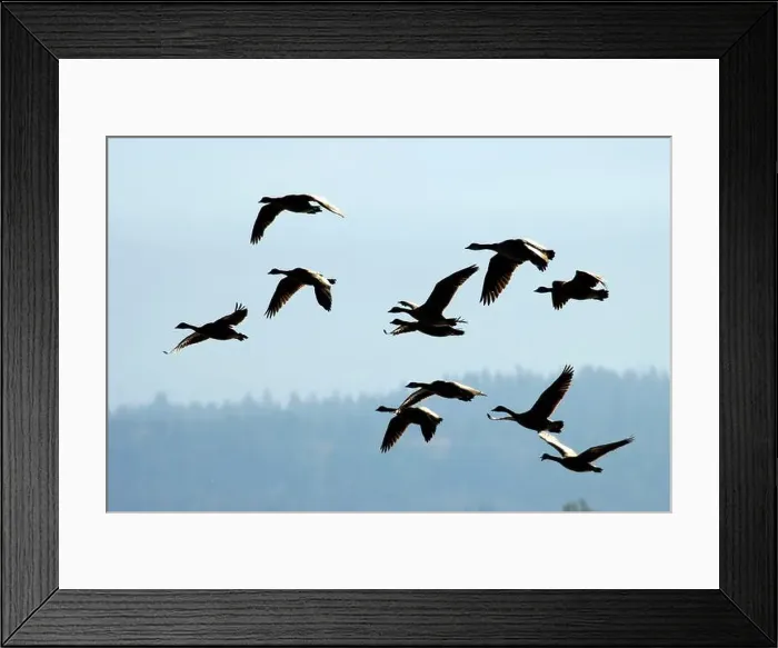 Framed Print : Canada geese (Branta canadensis) silhouette in flight, Kootenai National Wildlife Refuge, Idaho Framed Print : Canada geese (Branta canadensis) silhouette in flight, Kootenai National Wildlife Refuge, Idaho