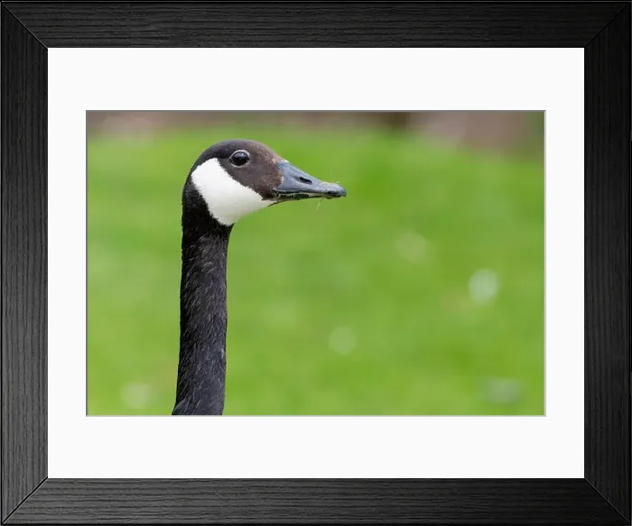 Framed Print : Head shot of a Canada goose (branta canadensis) Framed Print : Head shot of a Canada goose (branta canadensis)