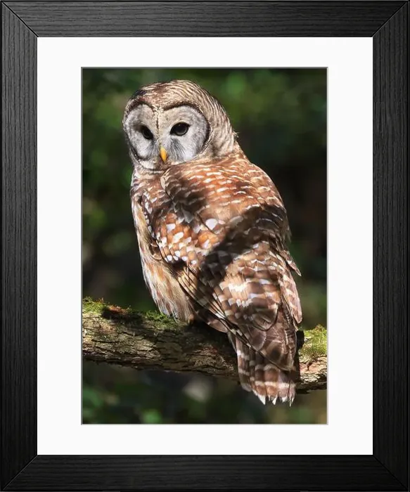 Framed Print : Barred Owl standing on a tree branch with green background, Quebec, Canada Framed Print : Barred Owl standing on a tree branch with green background, Quebec, Canada