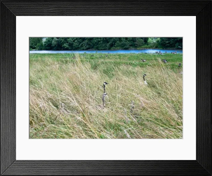 Framed Print : Some Canada geese ( Branta canadensis ) and their chicks almost hidden in the tall grass in a meadow on the river bank Framed Print : Some Canada geese ( Branta canadensis ) and their chicks almost hidden in the tall grass in a meadow on the river bank