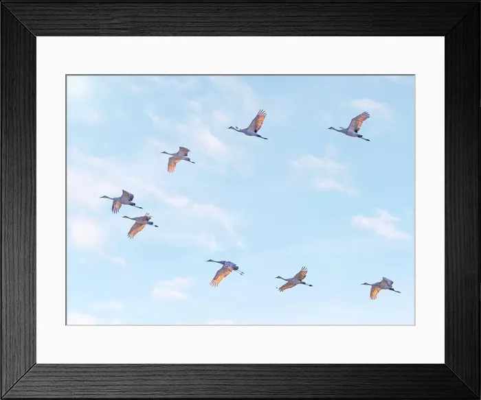 Framed Print : Sandhill cranes in flight above the marsh, Dundee, Quebec Framed Print : Sandhill cranes in flight above the marsh, Dundee, Quebec