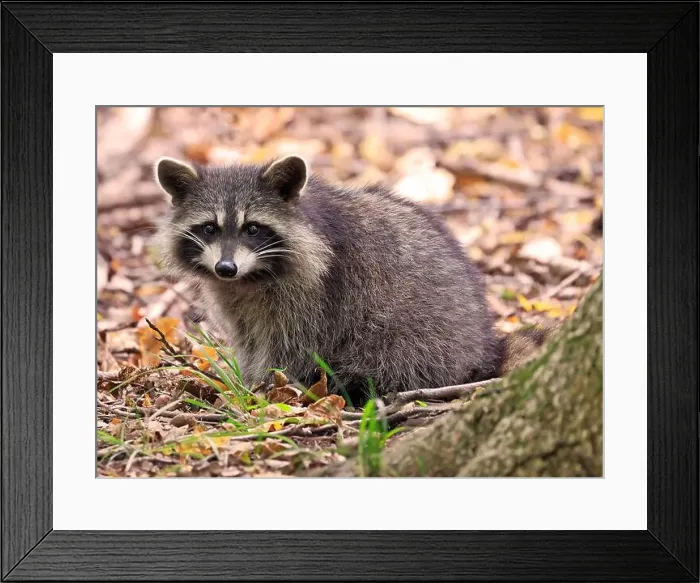 Framed Print : Raccoon portrait in the forest, Quebec, Canada Framed Print : Raccoon portrait in the forest, Quebec, Canada