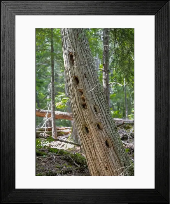 Framed Print : Woodpecker Holes in a Tree in Idaho Framed Print : Woodpecker Holes in a Tree in Idaho
