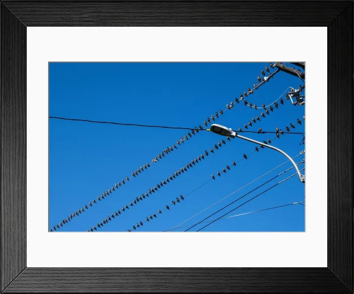 Framed Print : Birds sitting on a wire in Petty Harbour–Maddox Cove, Newfoundland & Labrador, Canada Framed Print : Birds sitting on a wire in Petty Harbour–Maddox Cove, Newfoundland & Labrador, Canada