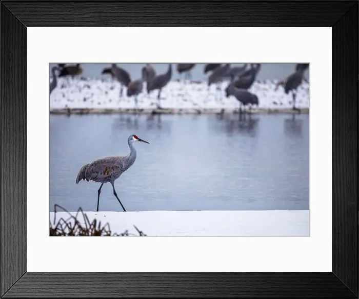 Framed Print : The sandhill crane(Antigone canadensis) in the snow, , by the water in Southern Ontario Canada. Native American bird Framed Print : The sandhill crane(Antigone canadensis) in the snow, , by the water in Southern Ontario Canada. Native American bird
