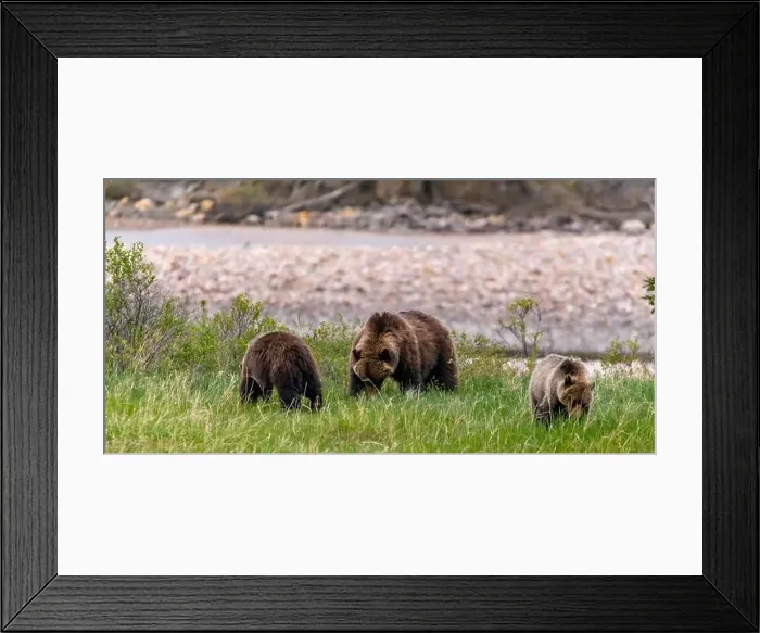 Framed Print : Wild grizzly bear family, Mom Framed Print : Wild grizzly bear family, Mom