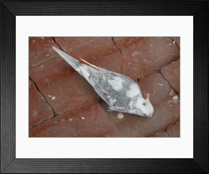 Framed Print : Elegant Mourning Dove Exploring Urban Cobbles with Subtle Grayscale Hues Framed Print : Elegant Mourning Dove Exploring Urban Cobbles with Subtle Grayscale Hues