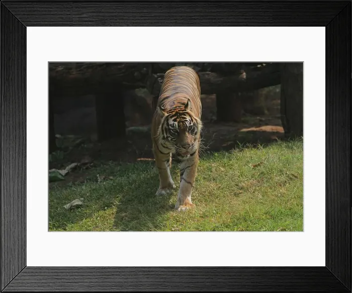 Framed Print : A Sumatran tiger walks in the grass in the morning Framed Print : A Sumatran tiger walks in the grass in the morning