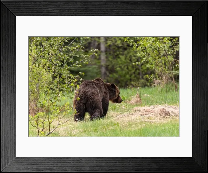 Framed Print : Wild grizzly bear (Ursus arctos horribilis) seen in Jasper National Park during summer time while foraging Framed Print : Wild grizzly bear (Ursus arctos horribilis) seen in Jasper National Park during summer time while foraging