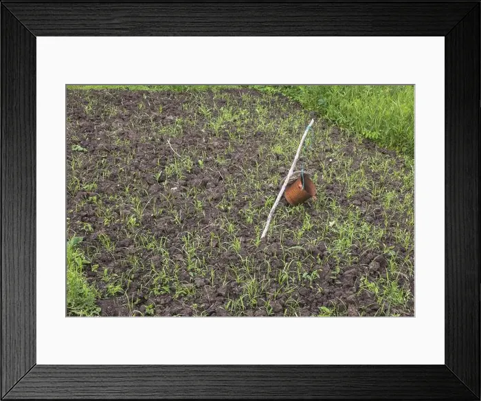 Framed Print : Rusted metal can and aluminium pie pan attached to wooden stake to scare away birds Framed Print : Rusted metal can and aluminium pie pan attached to wooden stake to scare away birds