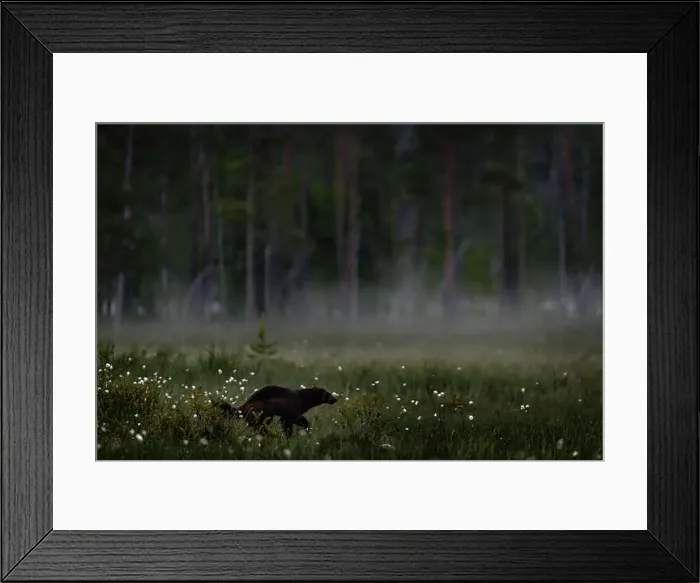 Framed Print : Fog morning with wolverine. Finland wildlife