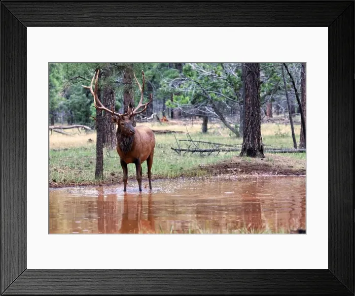 Framed Print : Bull elk in autumn in Jasper National Park, Canada Framed Print : Bull elk in autumn in Jasper National Park, Canada