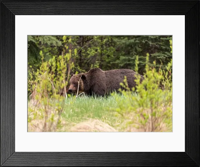 Framed Print : Wild grizzly bear (Ursus arctos horribilis) seen in Jasper National Park during summer time while foraging Framed Print : Wild grizzly bear (Ursus arctos horribilis) seen in Jasper National Park during summer time while foraging