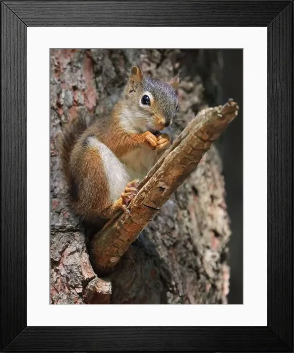 Framed Print : Perched red squirrel on the tree trunk with blur background, Canada Framed Print : Perched red squirrel on the tree trunk with blur background, Canada